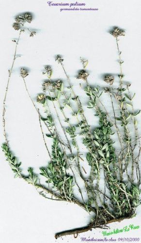 Polion - Teucrium polium - дубровник белый